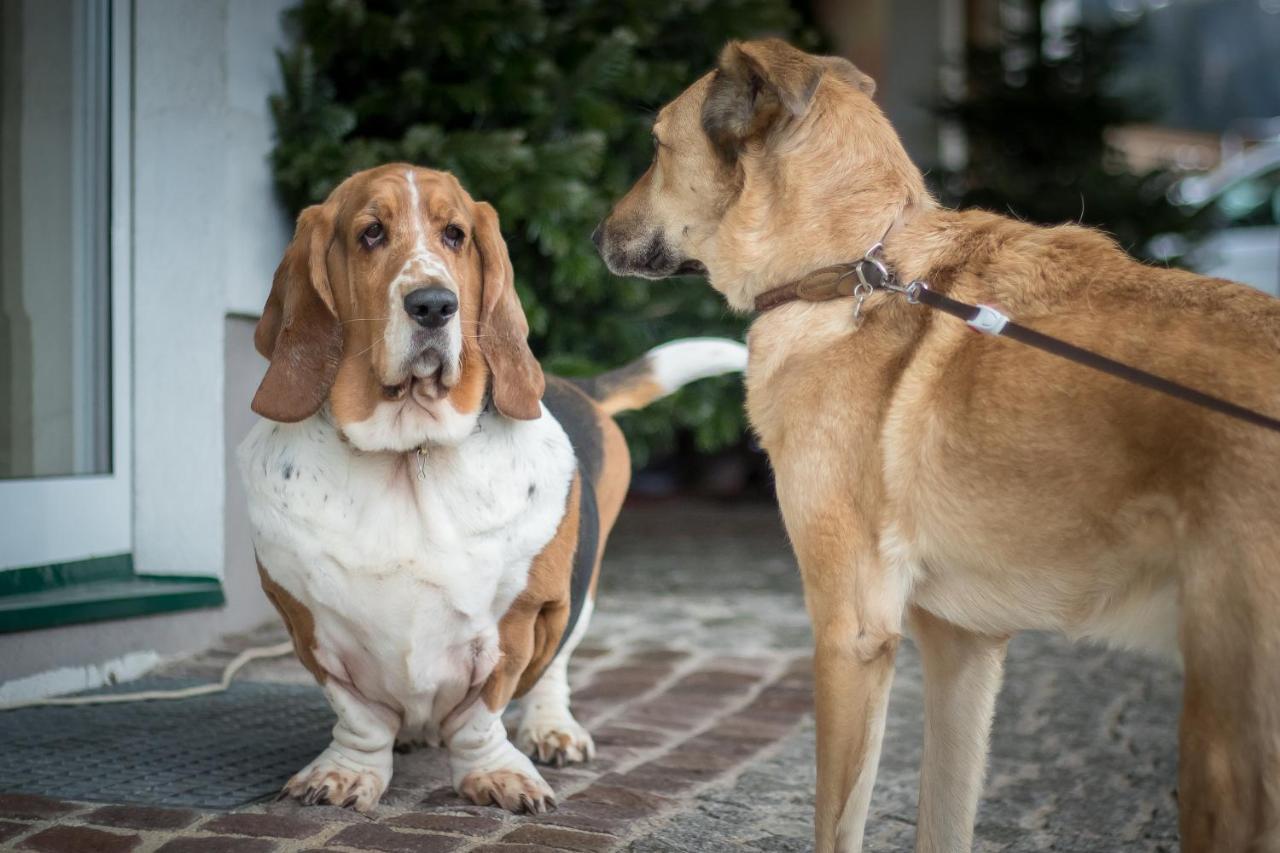 Hotel Magdalena Im Zillertal - Urlaub Mit Hund Ried im Zillertal Exteriér fotografie